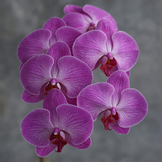 Flowers That Make a Big Impact – Because Sometimes, You Just Go Big