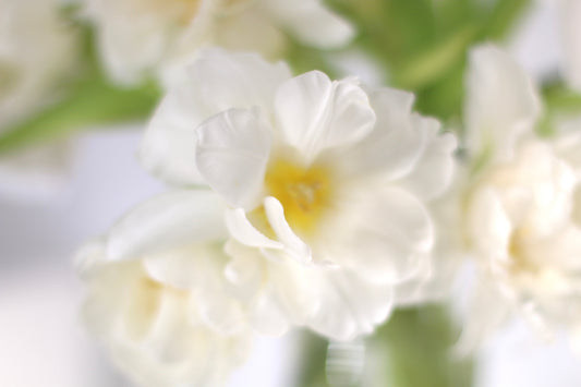 Seasonal Flowers in Melbourne – What’s in Bloom in May and June