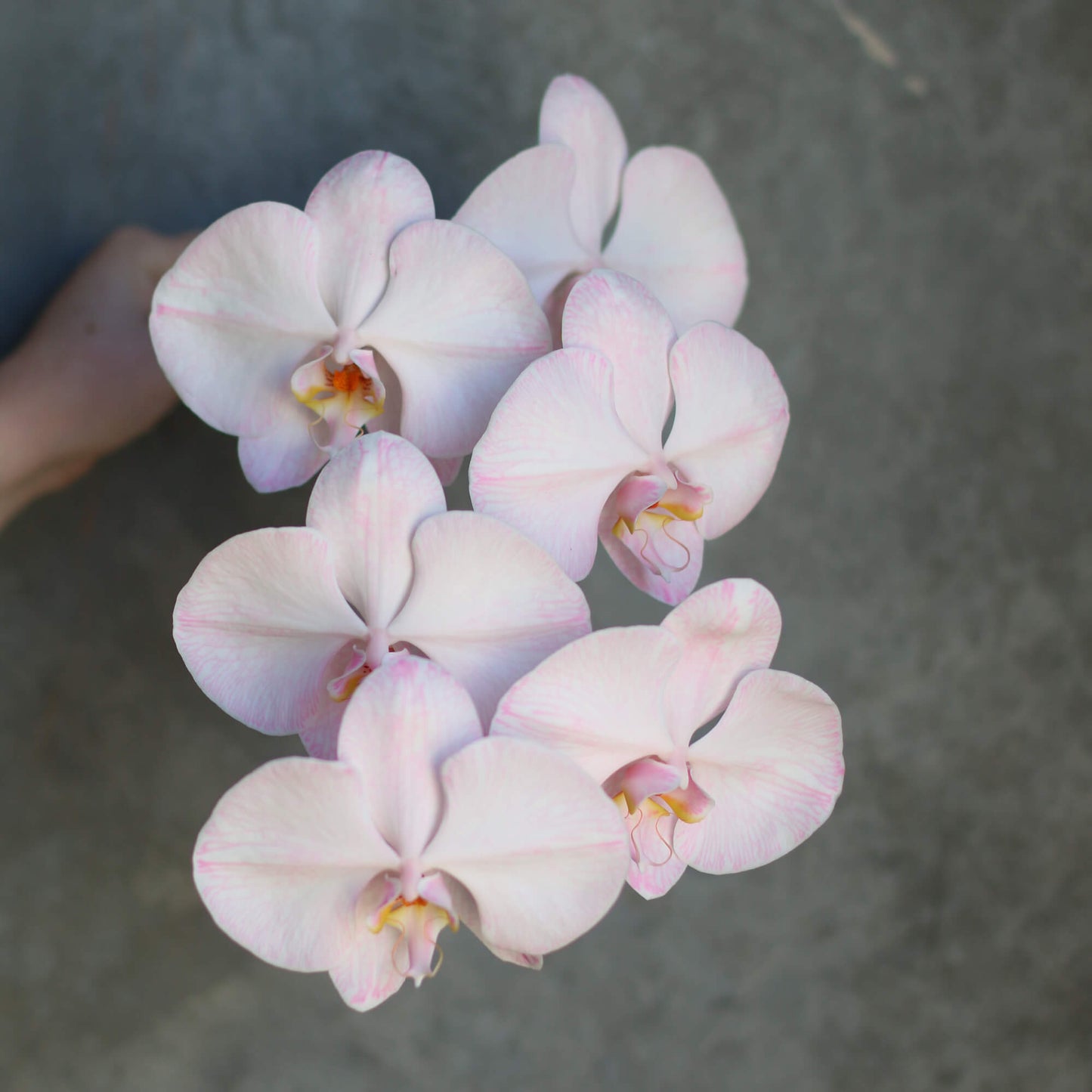 Phalaenopsis Orchid Stem