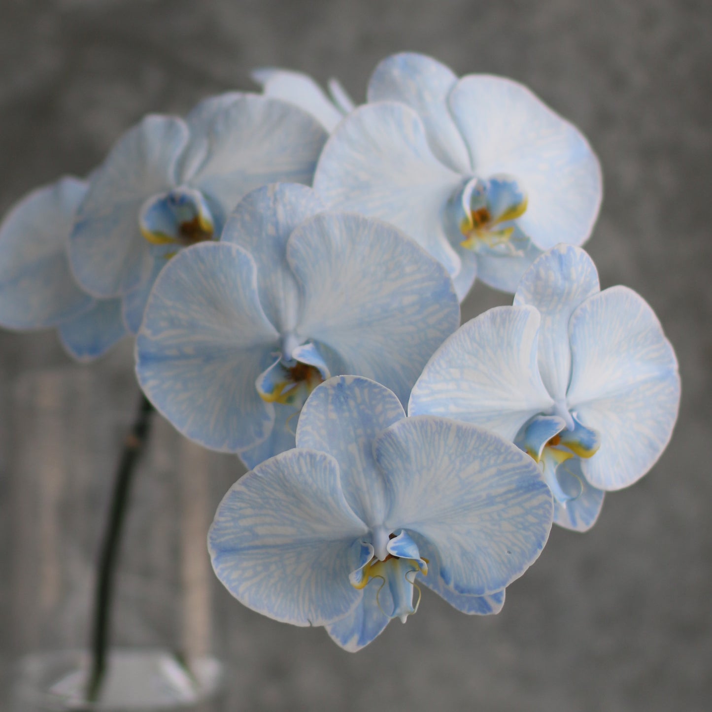 Phalaenopsis Orchid Stem