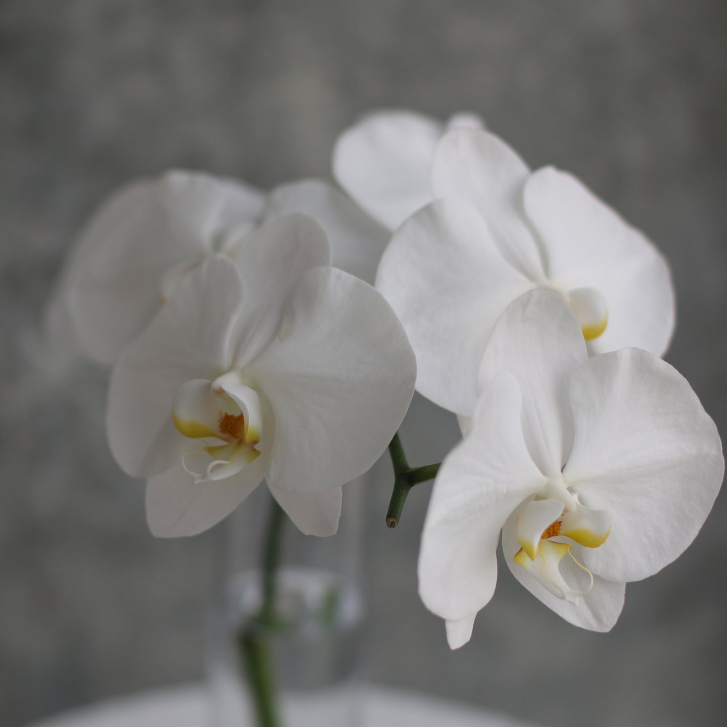Phalaenopsis Orchid Stem